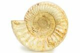 Jurassic Ammonite (Kranosphinctes) - Madagascar #282368-1